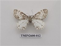 藏品(尺蛾114)的圖片